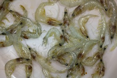 Laboratuvardaki karideslerdeki bakterilerin analizi.