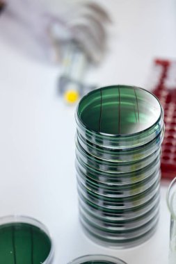 Laboratuvardaki karideslerdeki bakterilerin analizi.