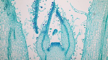 Laboratuvarda mikroskop altında bitki dokularının incelenmesi..