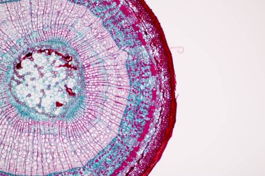 Laboratuvarda mikroskop altında bitki dokularının incelenmesi..