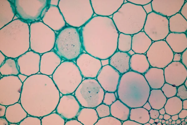 실험실의 현미경 — 스톡 사진