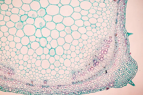 Вивчення Рослинних Тканин Під Мікроскопом Лабораторії — стокове фото