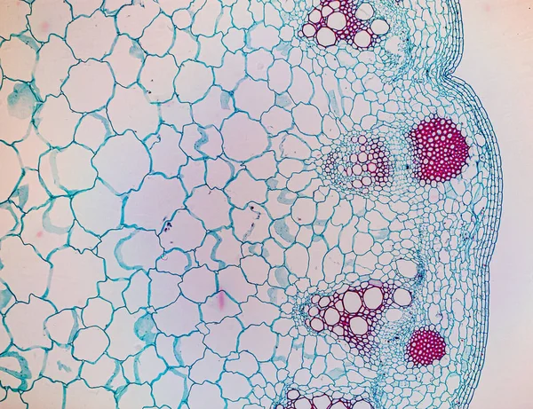 Die Untersuchung Von Pflanzengewebe Unter Dem Mikroskop Labor — Stockfoto