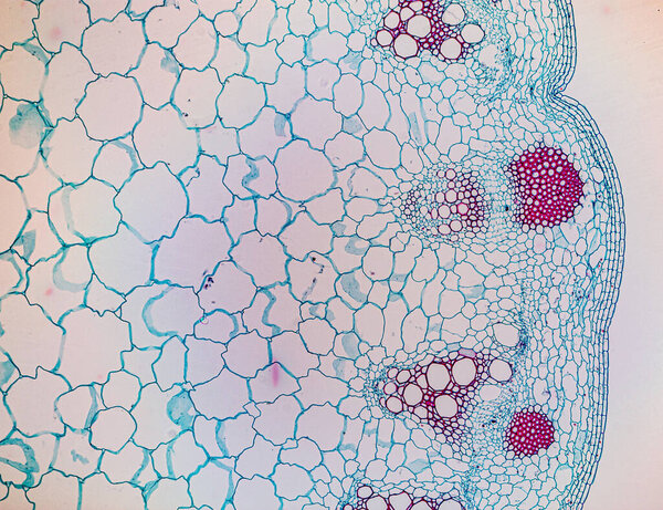 The study of plant tissues under the microscope in the laboratory.