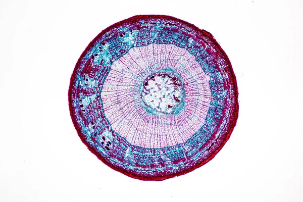 実験室における顕微鏡下の植物組織の研究 — ストック写真