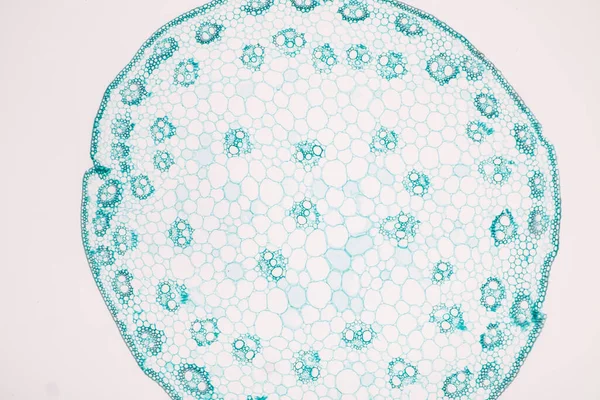Die Untersuchung Von Pflanzengewebe Unter Dem Mikroskop Labor — Stockfoto