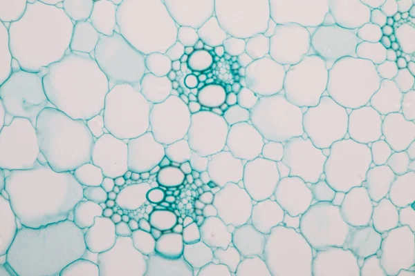 Étude Des Tissus Végétaux Microscope Laboratoire — Photo