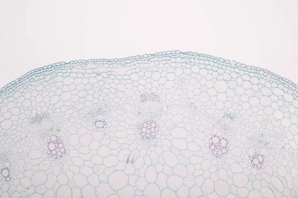 Laboratuvarda Mikroskop Altında Bitki Dokularının Incelenmesi — Stok fotoğraf