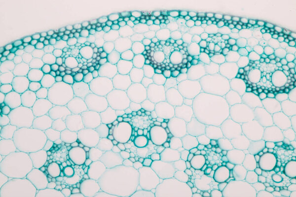 The study of plant tissues under the microscope in the laboratory.