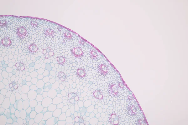 实验室显微镜下植物组织的研究 — 图库照片