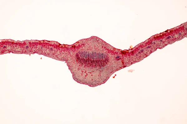 実験室における顕微鏡下の植物組織の研究 — ストック写真