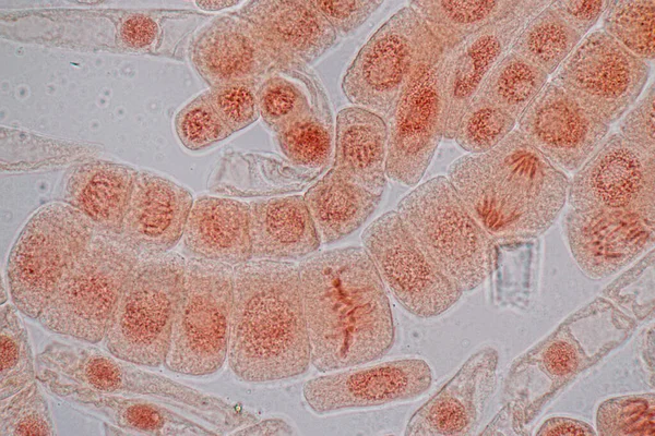 Mitosis Cell Root Tip Onion Microscope — Φωτογραφία Αρχείου
