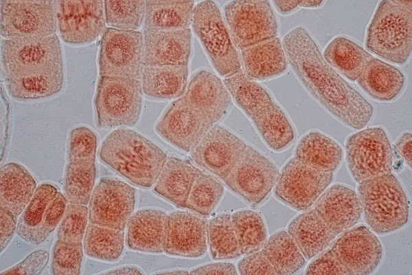 Komórka Mitozy Korzeniowej Końcówce Cebuli Pod Mikroskopem — Zdjęcie stockowe