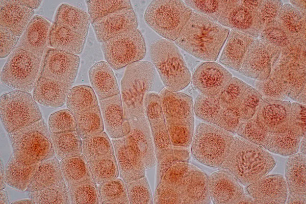 Mitosis Cell Root Tip Onion Microscope — ストック写真