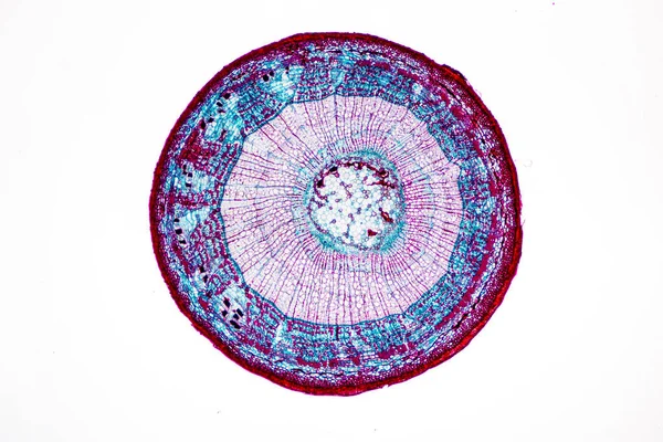 Die Untersuchung Von Pflanzengewebe Unter Dem Mikroskop Labor Stockbild
