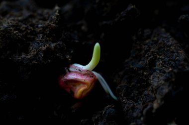 Laboratuvardaki mısır bitkilerinin çimlenme özellikleri.