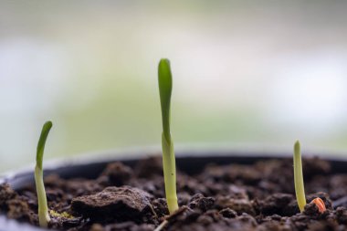 Laboratuvardaki mısır bitkilerinin çimlenme özellikleri.