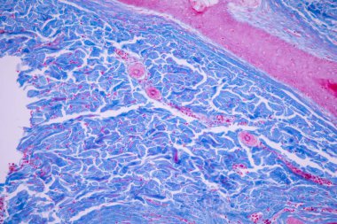 İnsan kafa derisinin karakteristik özellikleri genel vücut yüzeyinden insan derisi ve mikroskop altında ter bezlerini gösteriyor..