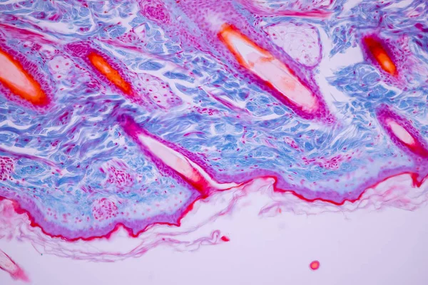 Backgrounds of Characteristics Tissue of Human scalp, Skin human from general body surface and showing sweat glands under microscope.
