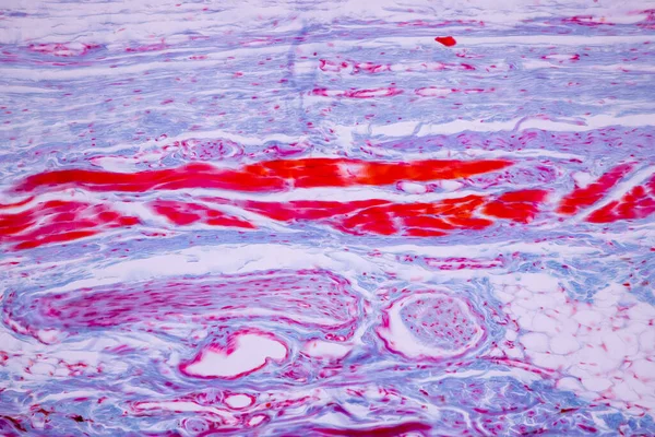 Backgrounds Characteristics Tissue Human Scalp Skin Human General Body Surface — Stock Photo, Image