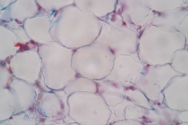 Laboratuvarda mikroskop altında Doku İnsan Türü Gösteriliyor.