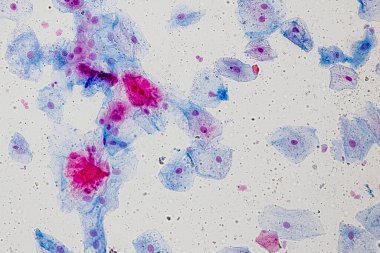 Laboratuvarda mikroskop altında Doku İnsan Türü Gösteriliyor.