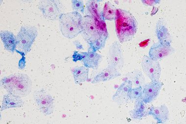 Laboratuvarda mikroskop altında Doku İnsan Türü Gösteriliyor.