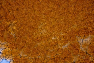 Laboratuvarda mikroskop altında Doku İnsan Türü Gösteriliyor.