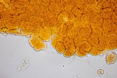 Laboratuvarda mikroskop altında Doku İnsan Türü Gösteriliyor.