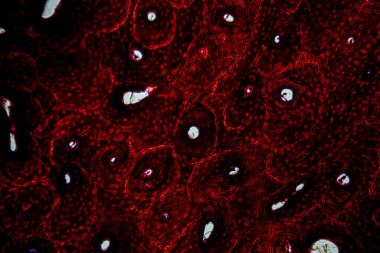 Laboratuvarda mikroskop altında Doku İnsan Türü Gösteriliyor.