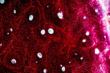 Laboratuvarda mikroskop altında Doku İnsan Türü Gösteriliyor.