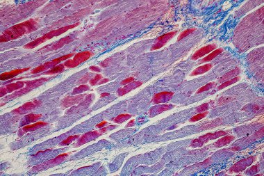 Laboratuvarda mikroskop altında Doku İnsan Türü Gösteriliyor.