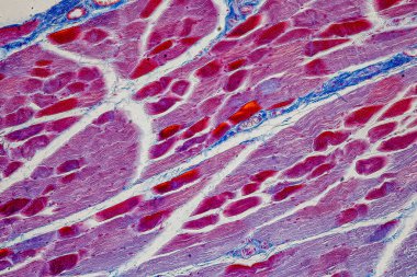 Laboratuvarda mikroskop altında Doku İnsan Türü Gösteriliyor.