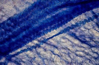 Laboratuvarda mikroskop altında Doku İnsan Türü Gösteriliyor.