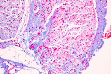 Laboratuvarda mikroskop altında insan sinir sistemi.