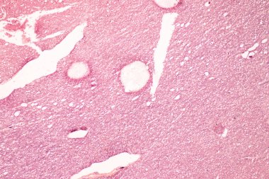 Laboratuvarda mikroskop altında insan sinir sistemi.