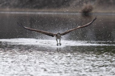 Tayland 'da Brahminy Uçurtması, Beyaz Göbekli Deniz Kartalı ve Osprey' nin güzel uçuş özellikleri.