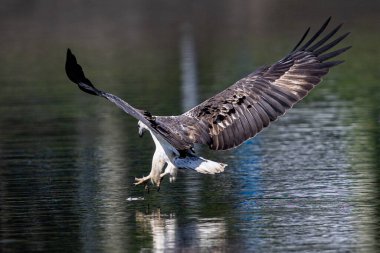 Tayland 'da Brahminy Uçurtması, Beyaz Göbekli Deniz Kartalı ve Osprey' nin güzel uçuş özellikleri.