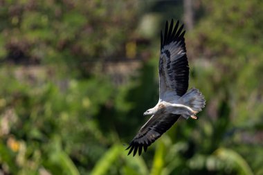 Tayland 'da Brahminy Uçurtması, Beyaz Göbekli Deniz Kartalı ve Osprey' nin güzel uçuş özellikleri.