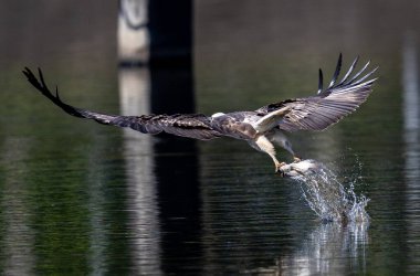 Tayland 'da Brahminy Uçurtması, Beyaz Göbekli Deniz Kartalı ve Osprey' nin güzel uçuş özellikleri.