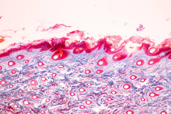 Backgrounds of Characteristics Tissue of Human scalp, Skin human from general body surface and showing sweat glands under microscope.
