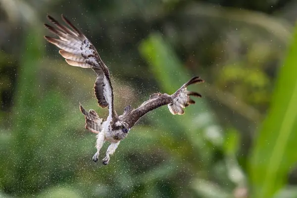 Tayland 'da Brahminy Uçurtması, Beyaz Göbekli Deniz Kartalı ve Osprey' nin güzel uçuş özellikleri.