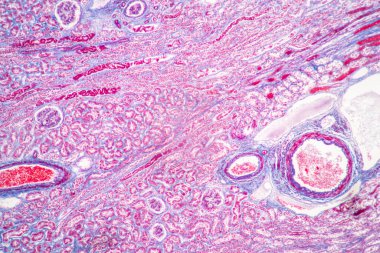 Laboratuvarda mikroskop altında insan, karaciğer, insan ve böbrek dokusu yapısı.