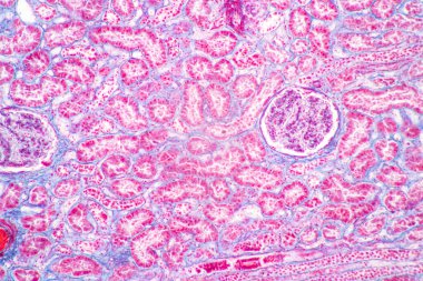 Laboratuvarda mikroskop altında insan, karaciğer, insan ve böbrek dokusu yapısı.