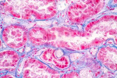 Laboratuvarda mikroskop altında insan, karaciğer, insan ve böbrek dokusu yapısı.