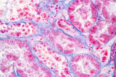 Laboratuvarda mikroskop altında insan, karaciğer, insan ve böbrek dokusu yapısı.