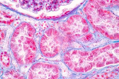 Laboratuvarda mikroskop altında insan, karaciğer, insan ve böbrek dokusu yapısı.