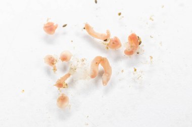 Mikroskop altında deniz balıklarının Parazit helminitleri (Trematodes) araştırması.