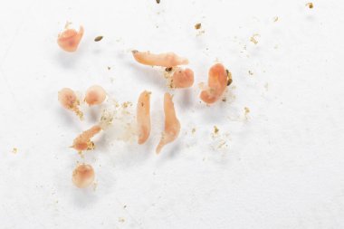 Mikroskop altında deniz balıklarının Parazit helminitleri (Trematodes) araştırması.