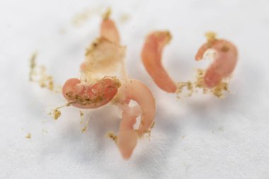 Mikroskop altında deniz balıklarının Parazit helminitleri (Trematodes) araştırması.